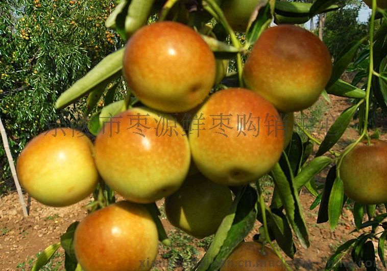 冬枣最新行情动态更新，市场走势与价格分析